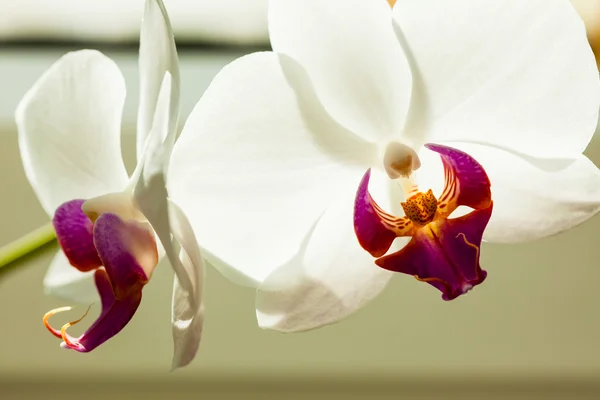 Witte orchidee bloem — Stockfoto