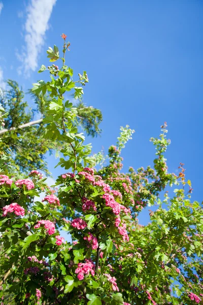 ดอกไม้ดอกฮอว์ธอร์น — ภาพถ่ายสต็อก
