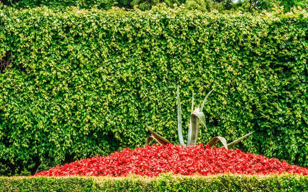 Cama de flores vermelhas e arbusto — Fotografia de Stock