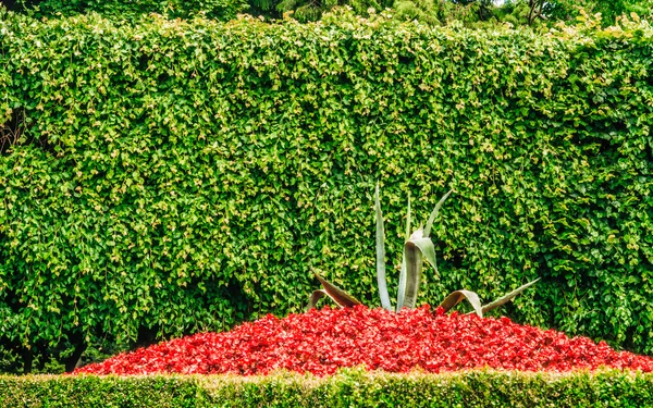 Flowerbed kırmızı çiçekler ve bush — Stok fotoğraf