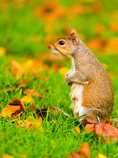 Eichhörnchen im Herbstpark — Stockfoto