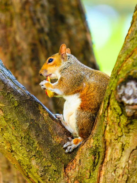 Eichhörnchen im Park frisst Apfel — Stockfoto