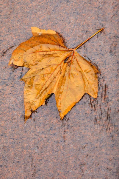 Осенний кленовый лист на земле — стоковое фото