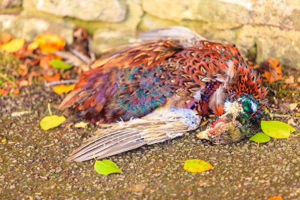 Pássaro morto no chão — Fotografia de Stock