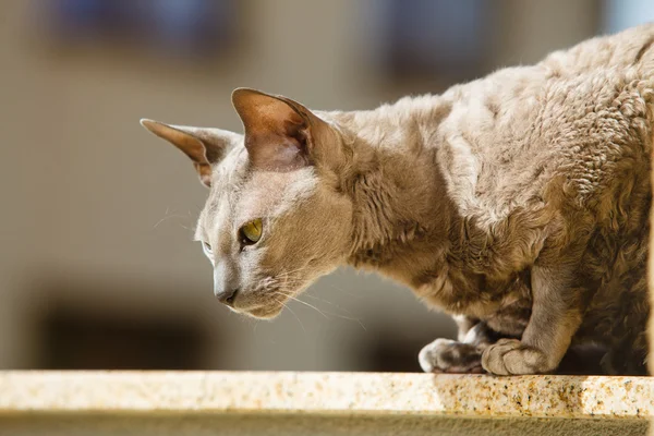 Gato mau egípcio — Fotografia de Stock