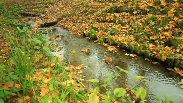 Creek en bosque de otoño — Vídeo de stock