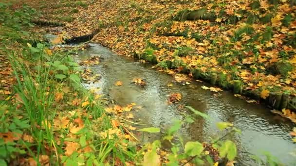 Kreek in het herfstbos — Stockvideo