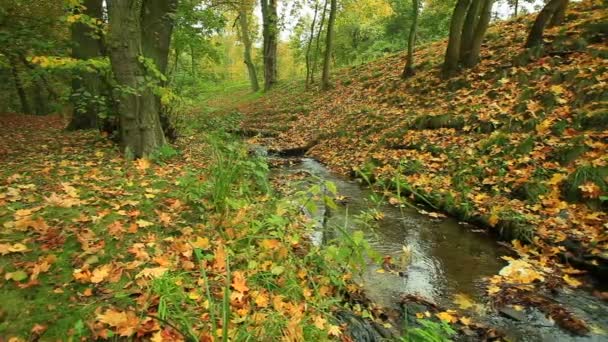 Ruisseau en forêt d'automne — Video