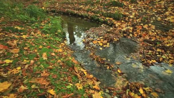 Creek en bosque de otoño — Vídeo de stock
