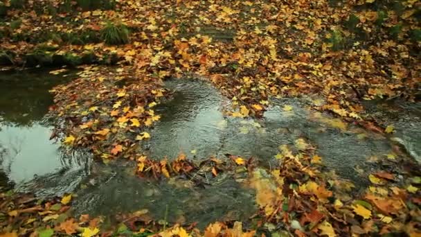 Agua espumosa que fluye sobre rocas con hojas húmedas y coloridas de otoño . — Vídeo de stock