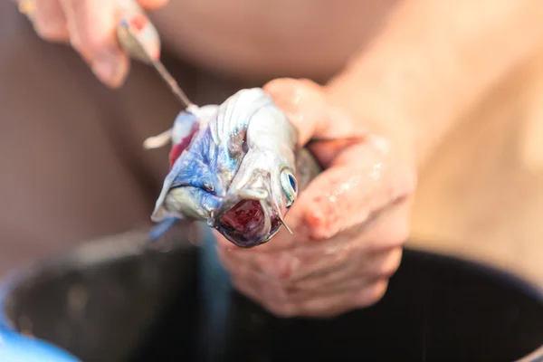 Man cleaning fish outdoor — Stock Photo, Image