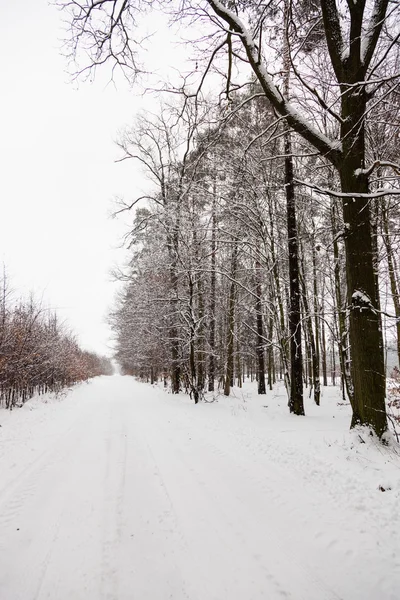 Camino de nieve en el bosque de invierno . — Foto de Stock