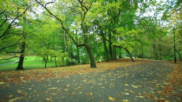 Piękne drzewa jesień w parku — Wideo stockowe