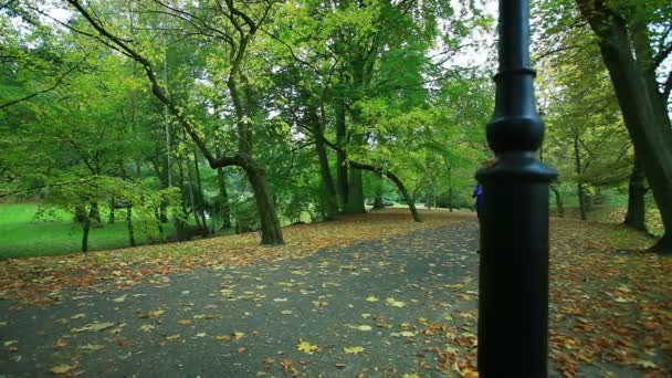 Vrouw met najaar vallen bos. Vrouwelijke loper opleiding buiten. Gezonde levensstijl meisje joggen buiten. Gele herfst bladeren. — Stockvideo