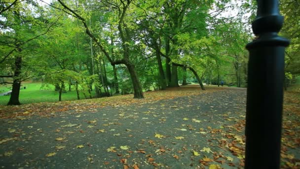 Žena v podzim podzim lesa. Běžkyně školení venkovní. Zdravého životního stylu dívka jogging venku. Žlutá podzimní listí. — Stock video