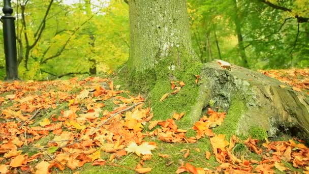 Höstens träd med färgade blad — Stockvideo