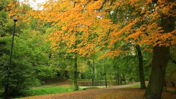 Όμορφο φθινόπωρο δέντρα στο πάρκο — Αρχείο Βίντεο