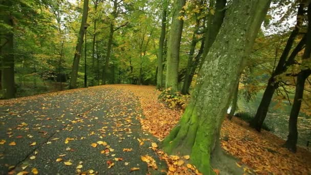 Beautiful autumn trees in park — Stock Video