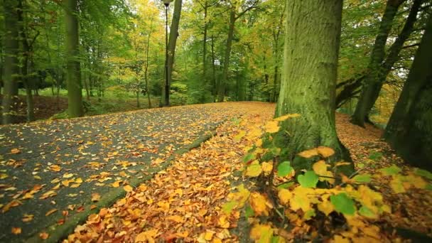 Park road landscape — Stock Video