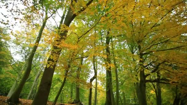 Hermosos árboles de otoño en el parque — Vídeos de Stock