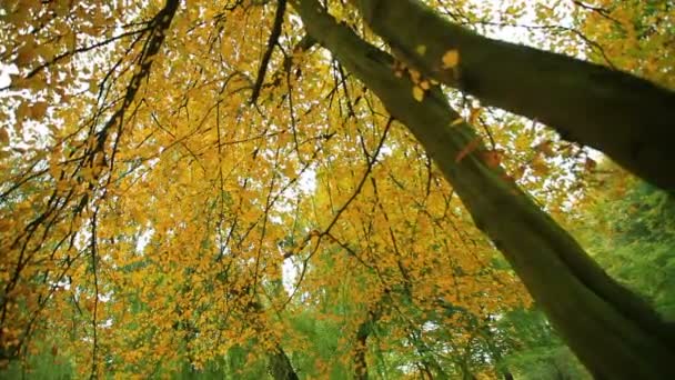 Gyönyörű őszi fák, a park — Stock videók