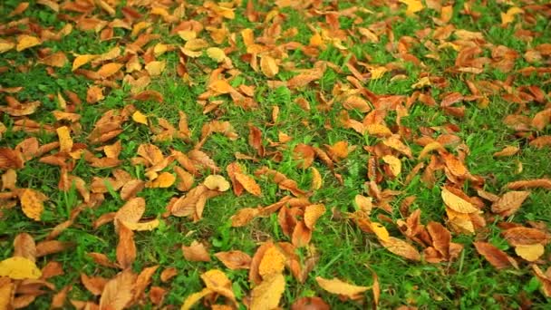 Hojas de otoño sobre hierba verde — Vídeos de Stock