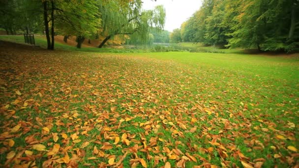 Beautiful autumn trees in park — Stock Video