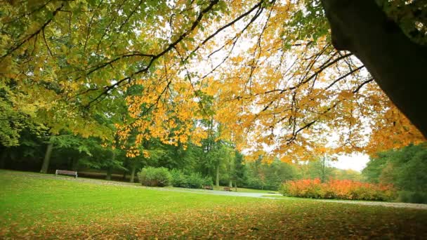 Vackra höstträd i park — Stockvideo