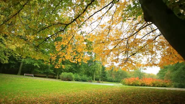 Bellissimi alberi autunnali nel parco — Video Stock