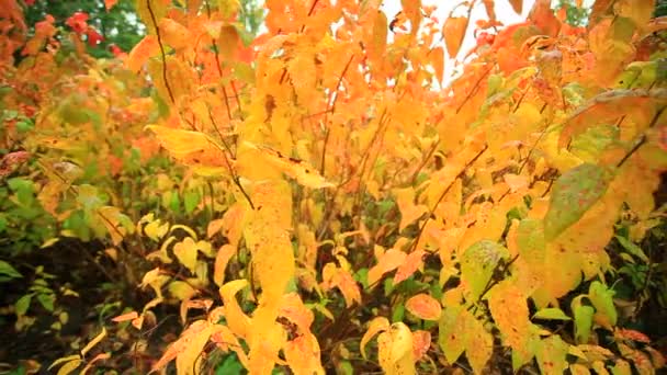 Krásné podzimní stromy — Stock video