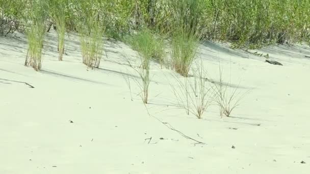 Grass on sandy beach — Stock Video