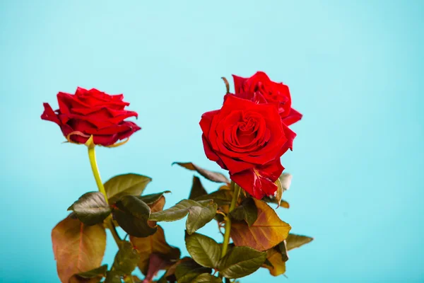 Bukett av blommande röda rosor — Stockfoto