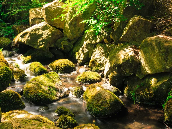 Stream  and stones in forest — Stock Photo, Image