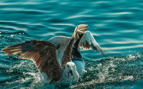 Oiseaux de mer pêchant en mer — Photo