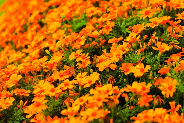 Orange flowers in the garden — Stock Photo, Image