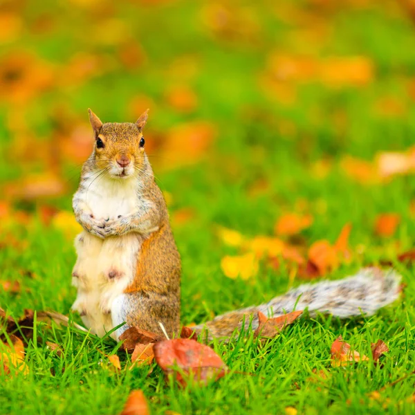Wiewiórki w parku jesień — Zdjęcie stockowe