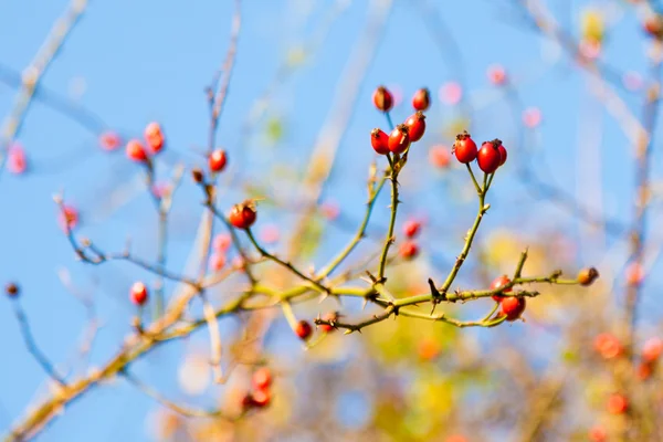 Red hawthorn berries — Stock Photo, Image