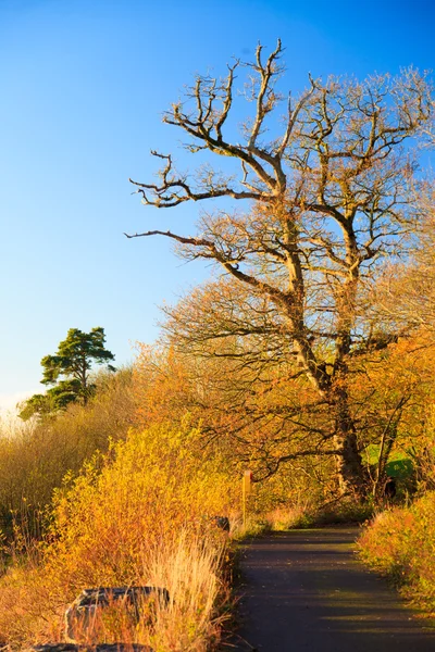 Paesaggio con alberi autunnali — Foto Stock