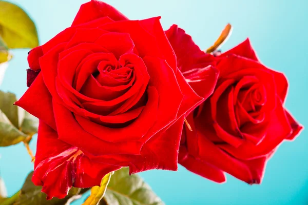Bukett av blommande röda rosor — Stockfoto