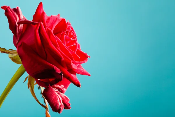 Fioritura fiore di rosa rossa — Foto Stock