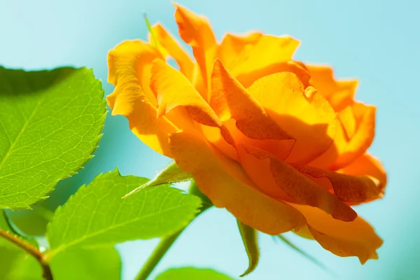 Oranje rose bloem — Stockfoto
