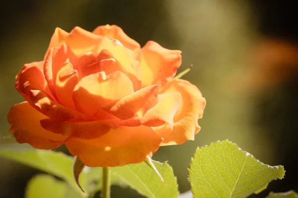 Oranje rose bloem — Stockfoto