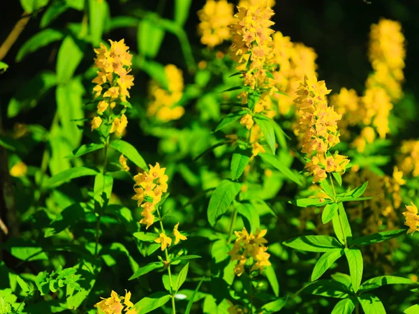 Yellow flowers in forest — Stock Photo, Image