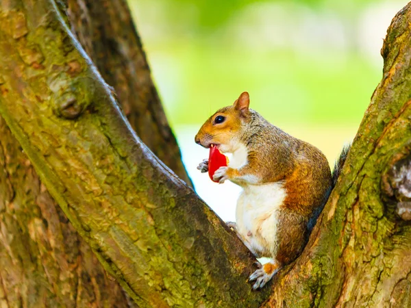 Eichhörnchen im Park frisst Apfel — Stockfoto