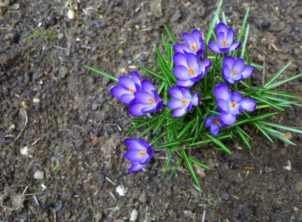 Första våren blommor lila krokusar — Stockfoto