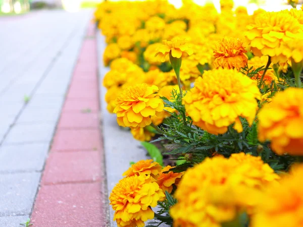 Yellow flowers in the garden — Stock Photo, Image