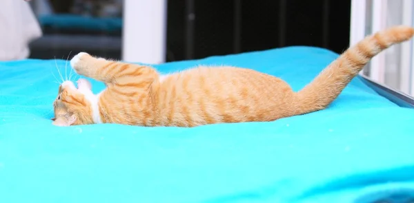 Yatakta şirin küçük kedi — Stok fotoğraf