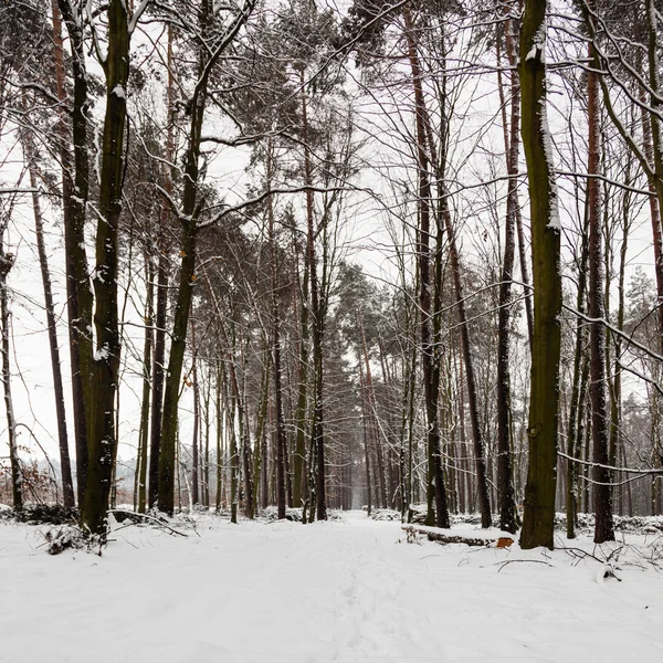 Sendero del callejón de nieve en bosque de invierno . — Foto de Stock