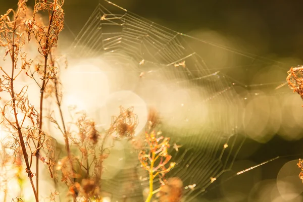 Nature beauty morning. Cobweb on dry grass. — Stock Photo, Image