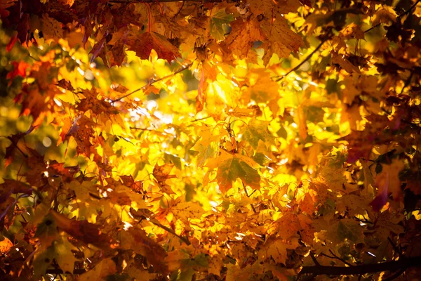 Herbst Blätter fallen Bäume Natur Hintergrund — Stockfoto